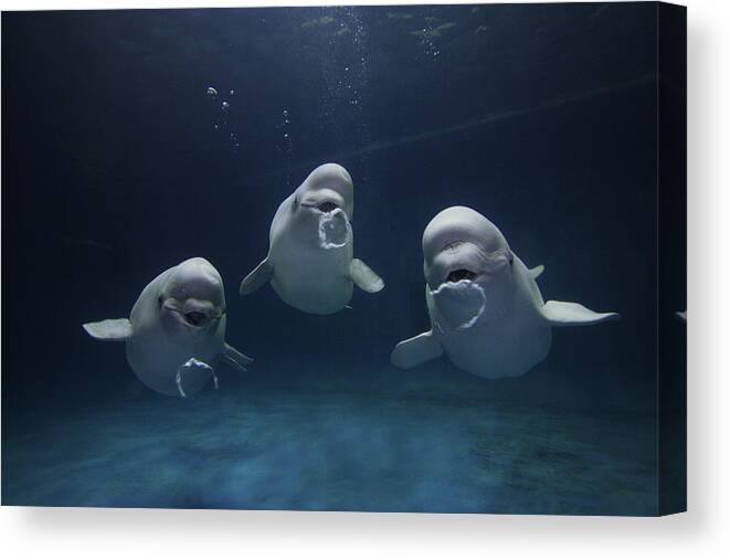 Mp Canvas Print featuring the photograph Beluga Whale Trio Blowing Bubbles by Hiroya Minakuchi