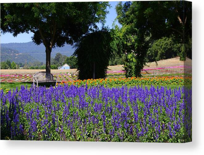 Flower Field Canvas Print featuring the photograph Bench in Flowers by Jeff Lowe