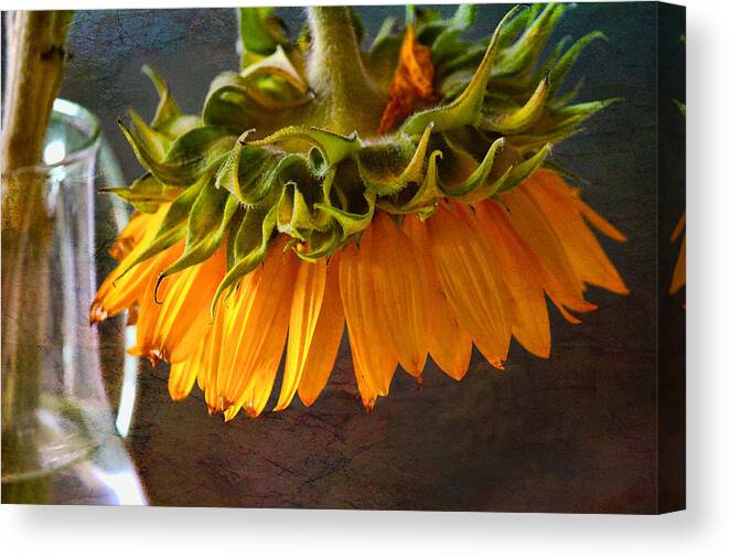 Sunflowers Canvas Print featuring the photograph Bending Sunflower by John Rivera