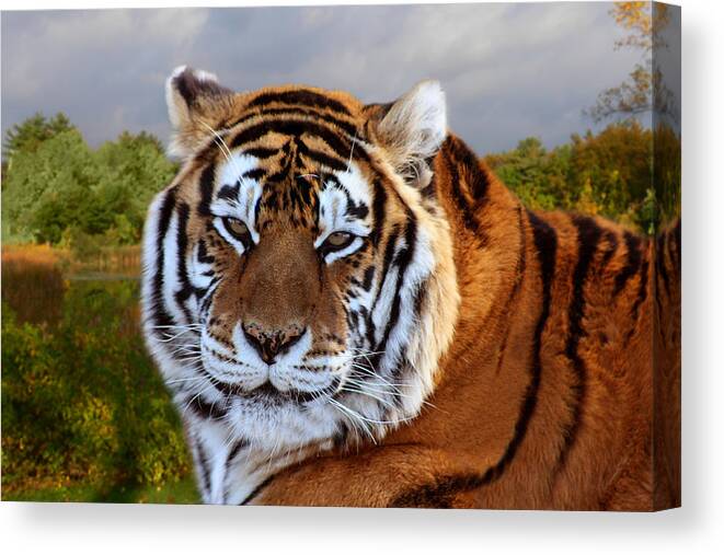 Bengal Tiger Canvas Print featuring the photograph Bengal Tiger Portrait by Michele A Loftus