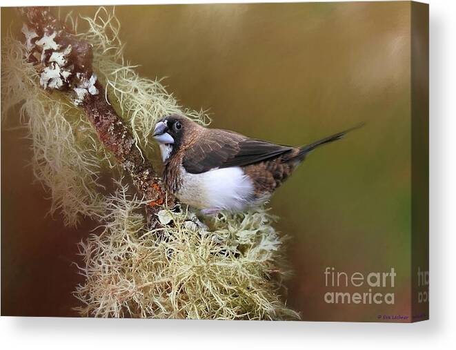 Bengalese Finch Canvas Print featuring the photograph Bengalese Finch by Eva Lechner