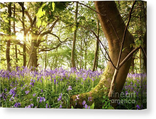 Forest Canvas Print featuring the photograph Bent tree in bluebell forest by Simon Bratt