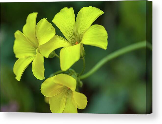 Flower Canvas Print featuring the photograph Bermuda-Buttercup by Jonathan Nguyen