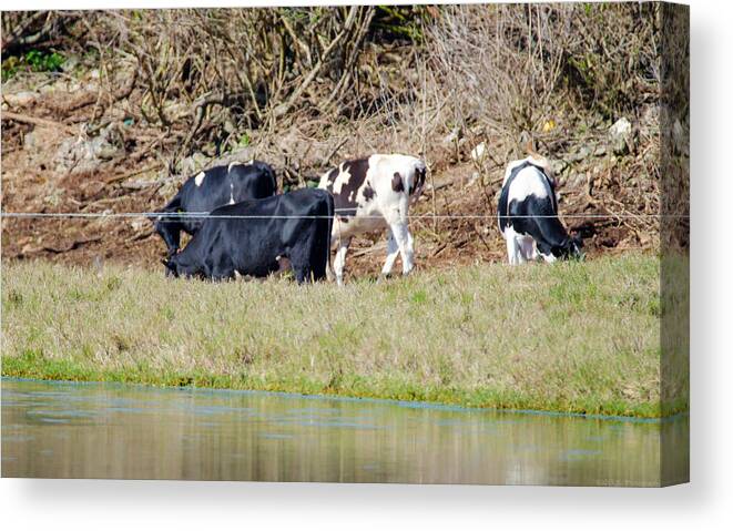 9 March 2015 Canvas Print featuring the photograph Bermuda Cows Too Busy Eating to Pose by Jeff at JSJ Photography