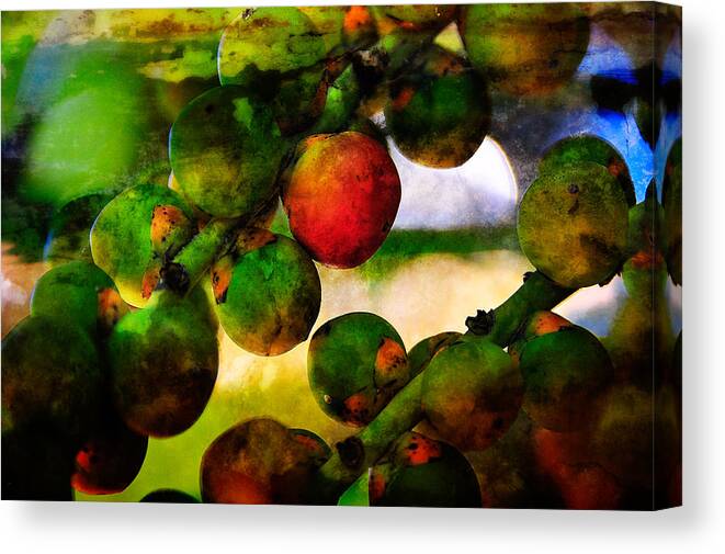 Berries Canvas Print featuring the photograph Berries by Harry Spitz