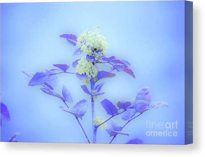 Floral Canvas Print featuring the photograph Berries on blue by Merle Grenz
