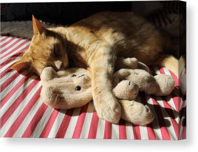 Cat Canvas Print featuring the photograph Best mates by Anthony Croke