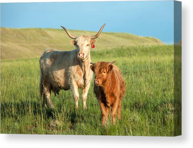 Longhorn Canvas Print featuring the photograph Big Horn, Little Horn by Todd Klassy