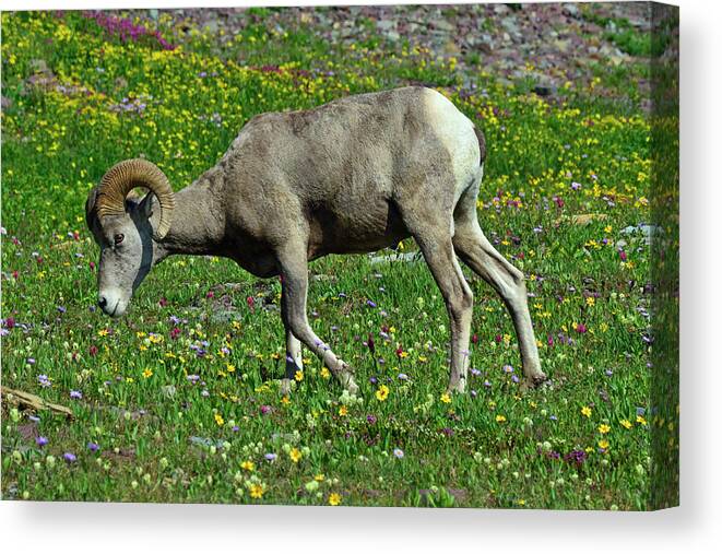 Glacier Canvas Print featuring the photograph Big Horn Ram Eating Flowers in Glacier National Park by Bruce Gourley