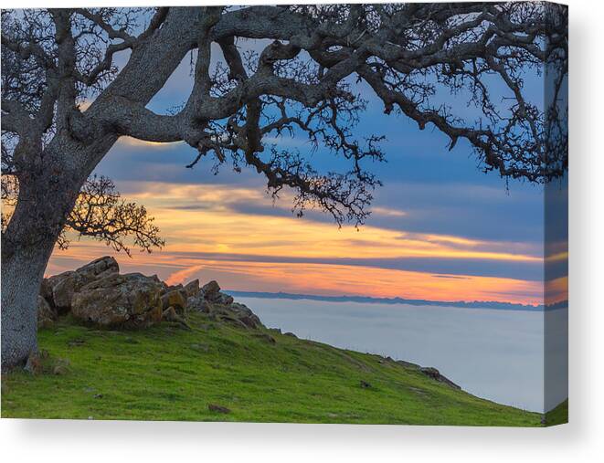 Landscape Canvas Print featuring the photograph Big Oak Above Fog by Marc Crumpler