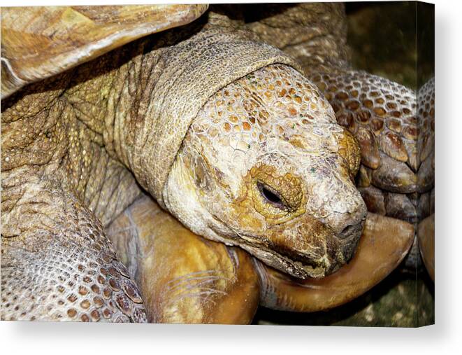 Turtle Canvas Print featuring the photograph Big Old Tortoise by Bob Slitzan