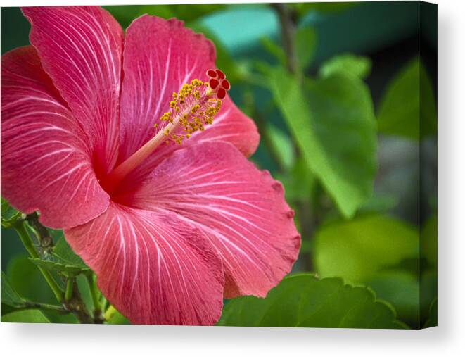 Hibiscus Canvas Print featuring the photograph Big Pink Hibiscus by Jade Moon 