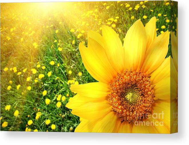 Background Canvas Print featuring the photograph Big yellow sunflower by Sandra Cunningham