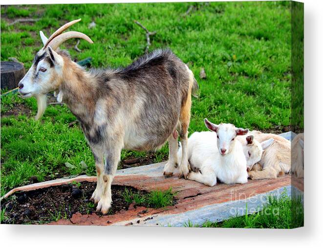 Billy Goat Canvas Print featuring the photograph Billy And The Kids by Kathy White