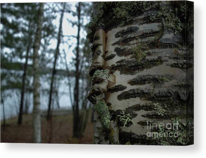 Paper Birch Trees Canvas Print featuring the photograph Birch Bark 2 by Jacqueline Athmann