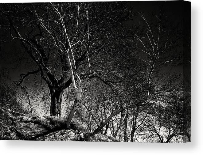 Salem Canvas Print featuring the photograph Birch Tree On Beach Bluff by Jeff Folger