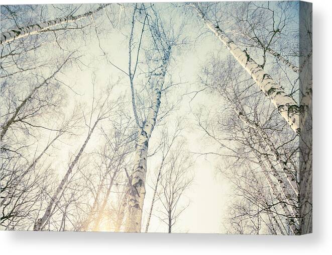 Tree Canvas Print featuring the photograph Birch Trees 4 by Dorit Fuhg