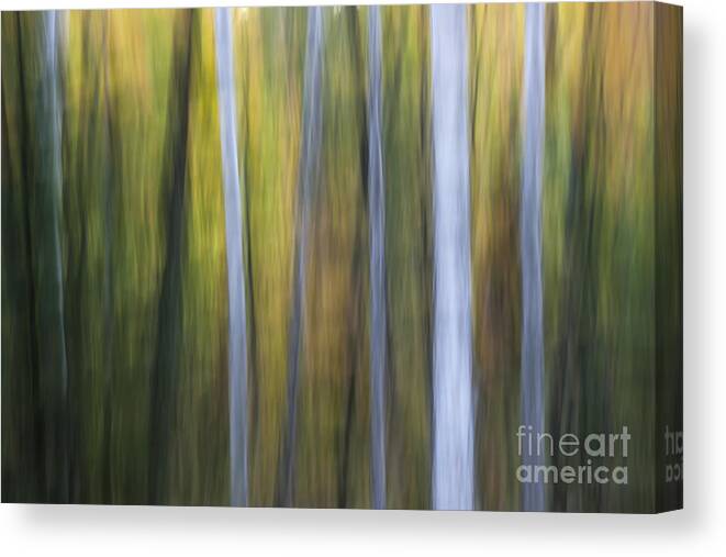 Abstract Canvas Print featuring the photograph Birches in twilight by Elena Elisseeva