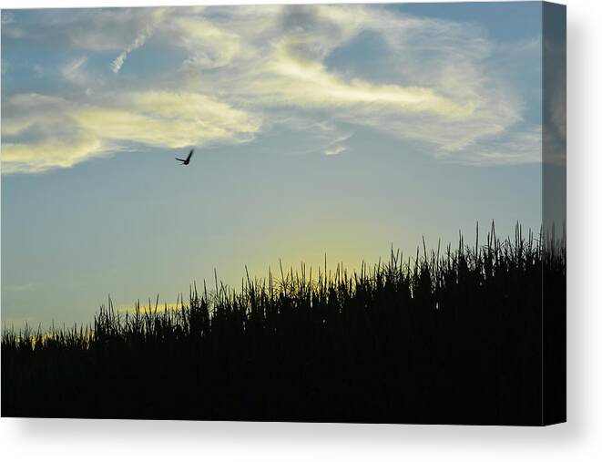 Bird Canvas Print featuring the photograph Between Sky and Earth by Tana Reiff