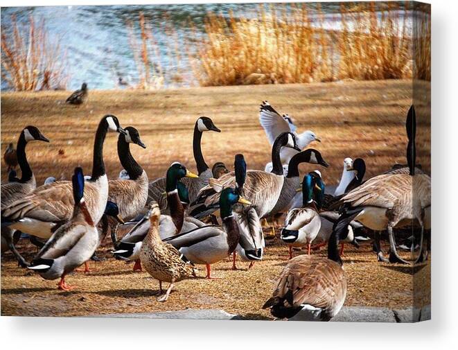 Canadian Geese Canvas Print featuring the photograph Bird Gang Wars by Sumoflam Photography