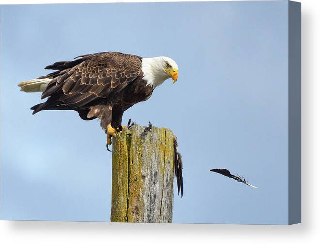 Eagle Canvas Print featuring the photograph Bird Of A Feather by Joy McAdams