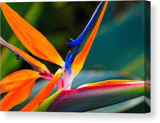 Floral Canvas Print featuring the photograph Bird of Paradise by Jade Moon