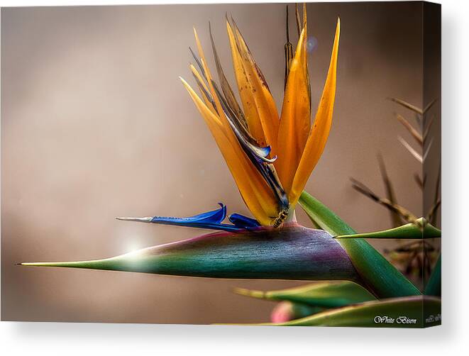 California Canvas Print featuring the photograph Bird of Paradise by Patrick Boening