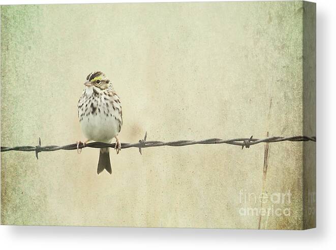 Birds Canvas Print featuring the photograph Bird on Barbed Wire by Pam Holdsworth
