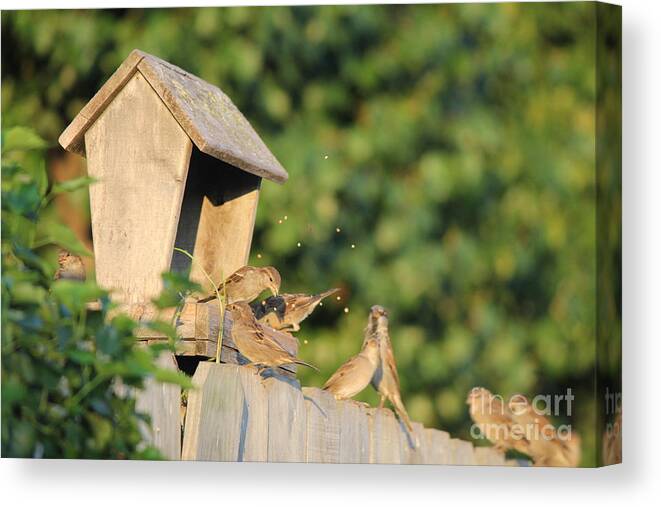 Bird Canvas Print featuring the photograph Bird seed by Sheri Simmons