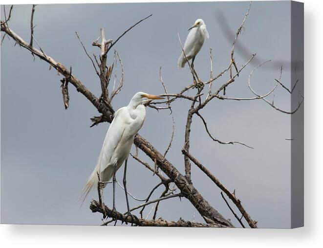 Birds Canvas Print featuring the photograph Birds Of A Feather by Trent Mallett