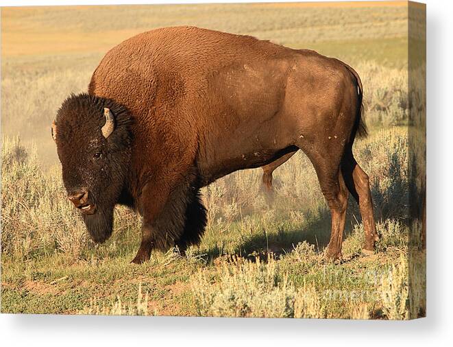 Bison Canvas Print featuring the photograph Bison Huffing And Puffing For Herd by Max Allen