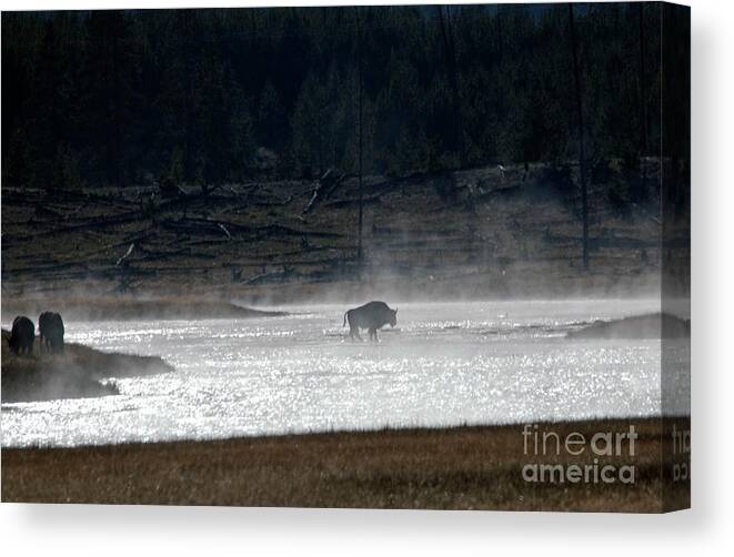 Bison Canvas Print featuring the photograph Bison in the river by Cindy Murphy - NightVisions