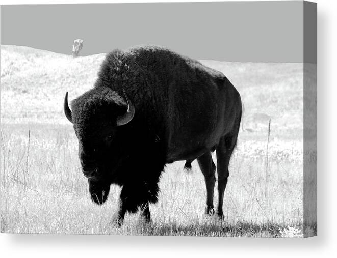 Bison Canvas Print featuring the photograph Bison On Open Range by Christiane Schulze Art And Photography