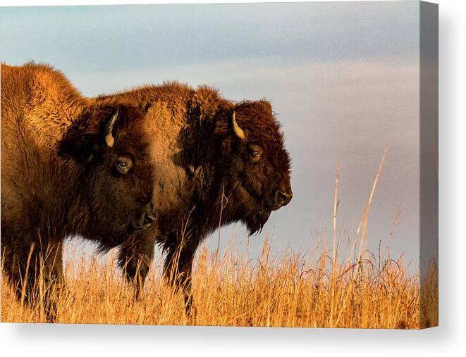 Jay Stockhaus Canvas Print featuring the photograph Bison Pair by Jay Stockhaus