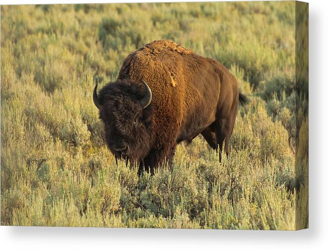 American Bison Canvas Print featuring the photograph Bison by Sebastian Musial