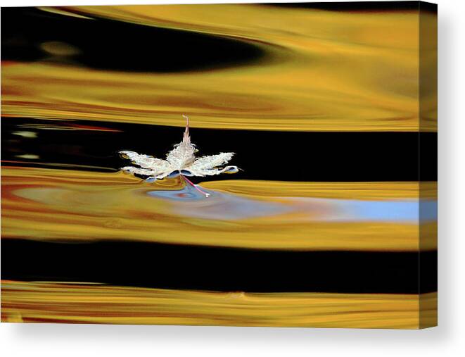 Autumn Canvas Print featuring the photograph Black And Gold Autumn Abstract by Debbie Oppermann