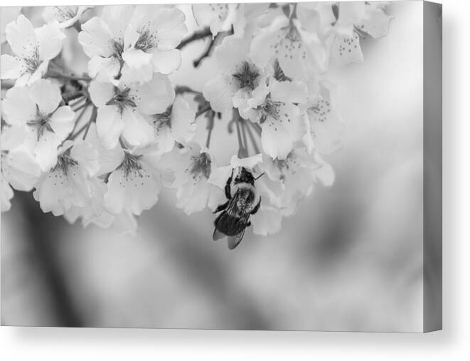 Black And White Canvas Print featuring the photograph Black and White 7 by Jimmy McDonald
