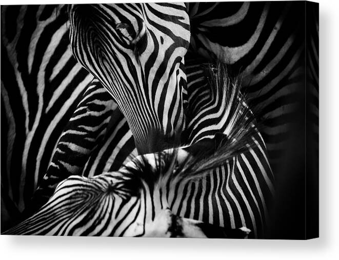Zebra Canvas Print featuring the photograph Black and White Almost Abstract Zebras by Buck Buchanan