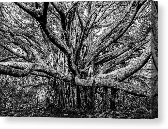 Banyan Canvas Print featuring the photograph Black and White Banyan by Kelley King