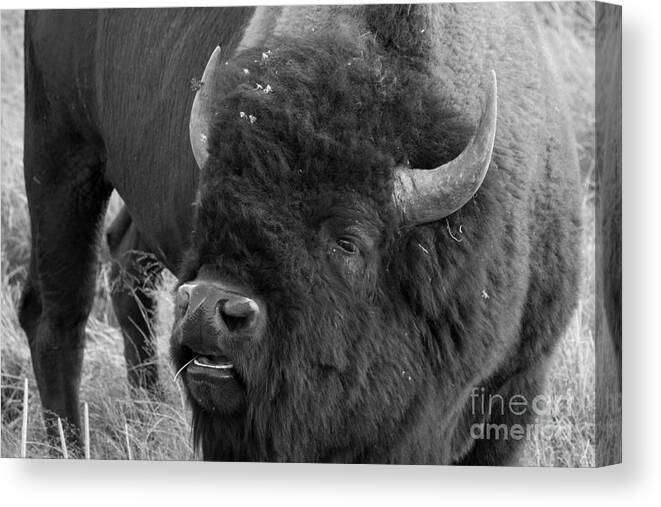 Black And White Bison Canvas Print featuring the photograph Black And White Bison In Heat by Adam Jewell