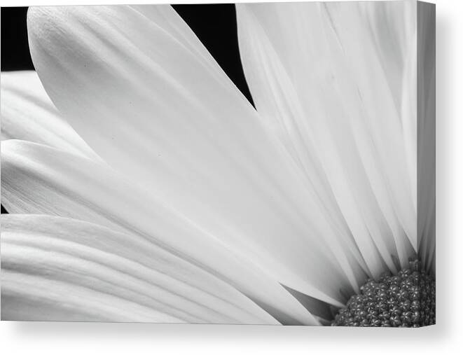 Daisy Canvas Print featuring the photograph Black and White Daisy Flower Peeking by Tammy Ray