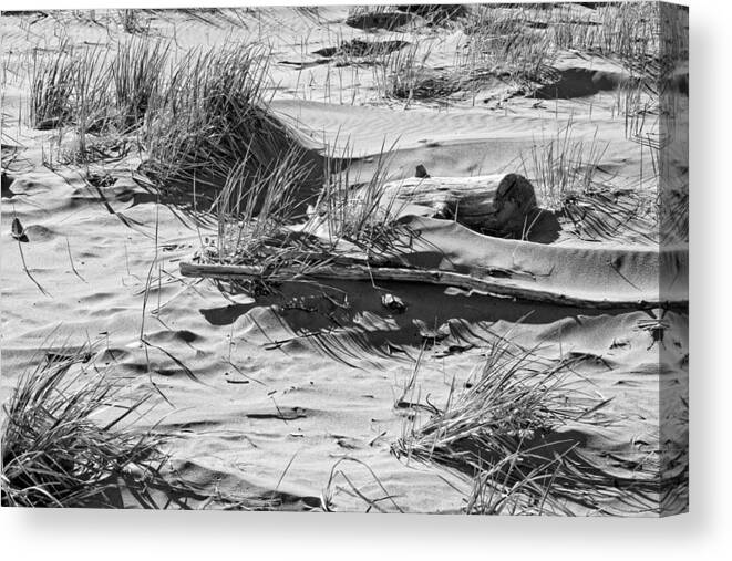 Beach Canvas Print featuring the photograph Black and White Driftwood and Beach Grass Popham Beach Maine by Keith Webber Jr