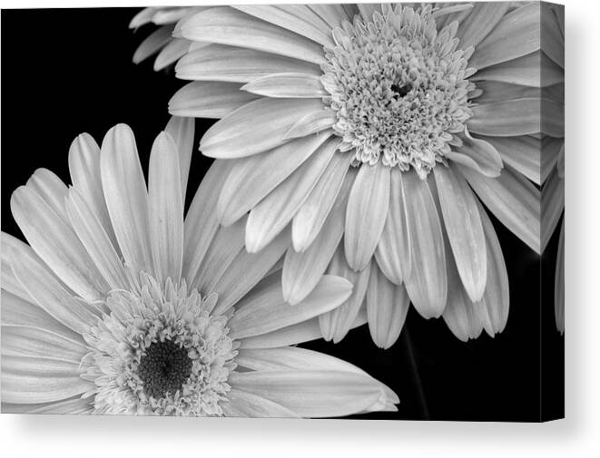 Flower Canvas Print featuring the photograph Black and White Gerbera Daisies 1 by Amy Fose
