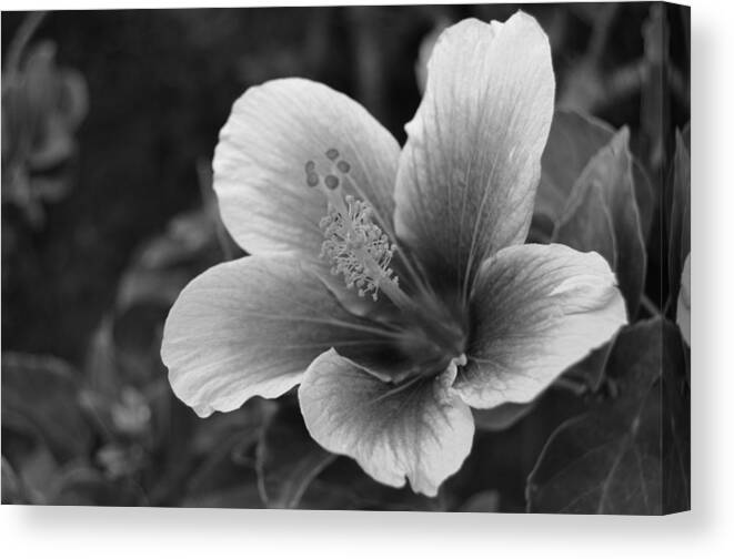 Flower Canvas Print featuring the photograph Black and White Hibiscus 1 by Amy Fose