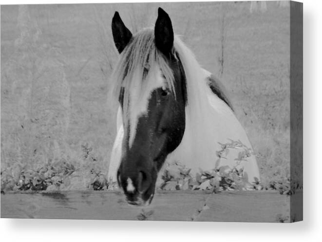 Horse Canvas Print featuring the photograph Black and White Horse by Eileen Brymer