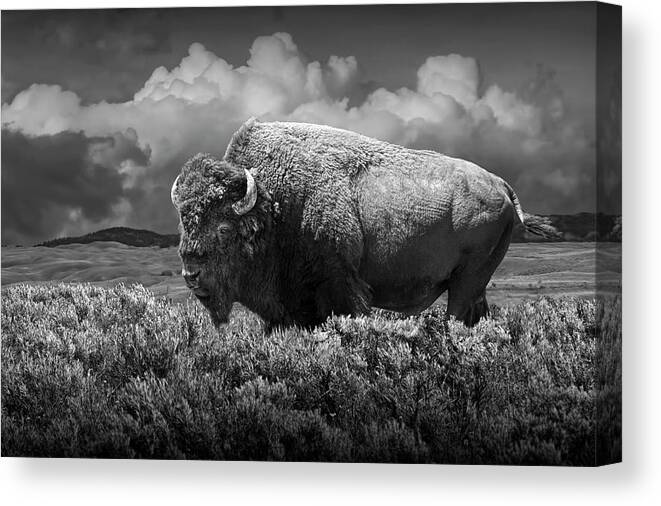 Buffalo Canvas Print featuring the photograph Black and White of American Buffalo in Yellowstone by Randall Nyhof