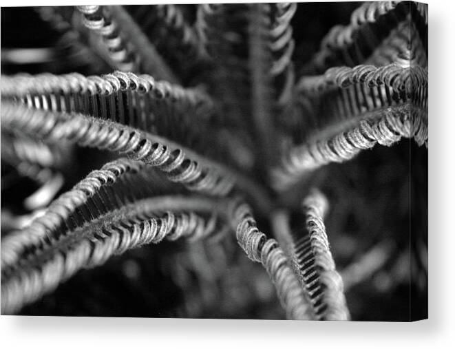 Palm Fronds Canvas Print featuring the photograph Black and White Palm Abstract 3624 BW_2 by Steven Ward