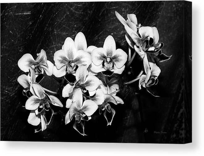 Flowers Canvas Print featuring the photograph Black and White Velvet by Phyllis Denton