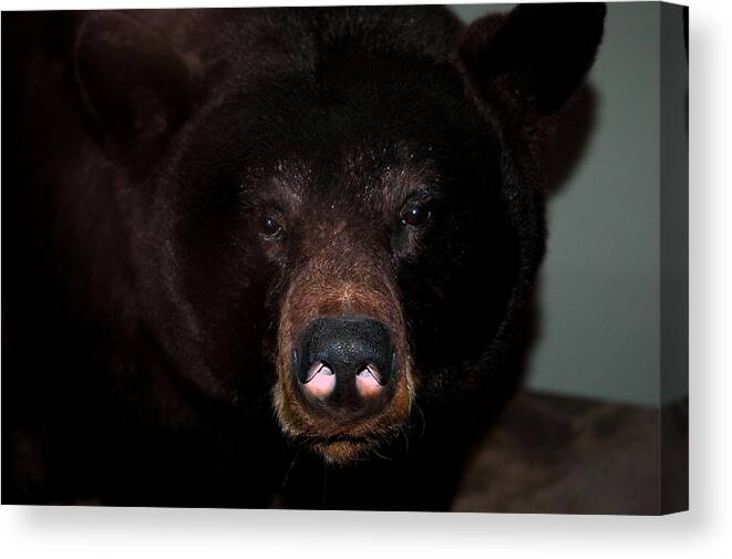 Usa Canvas Print featuring the photograph Black Bear sniff by LeeAnn McLaneGoetz McLaneGoetzStudioLLCcom