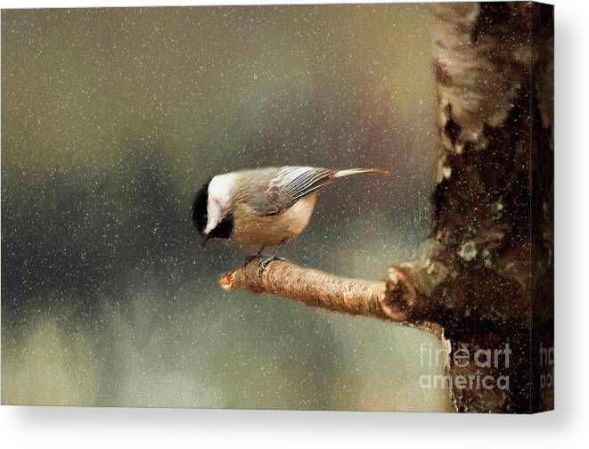 Digital Wildlife Painting Canvas Print featuring the photograph Black Capped Chickadee by Darren Fisher